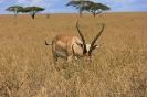 Serengeti_16