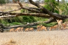 Serengeti_21
